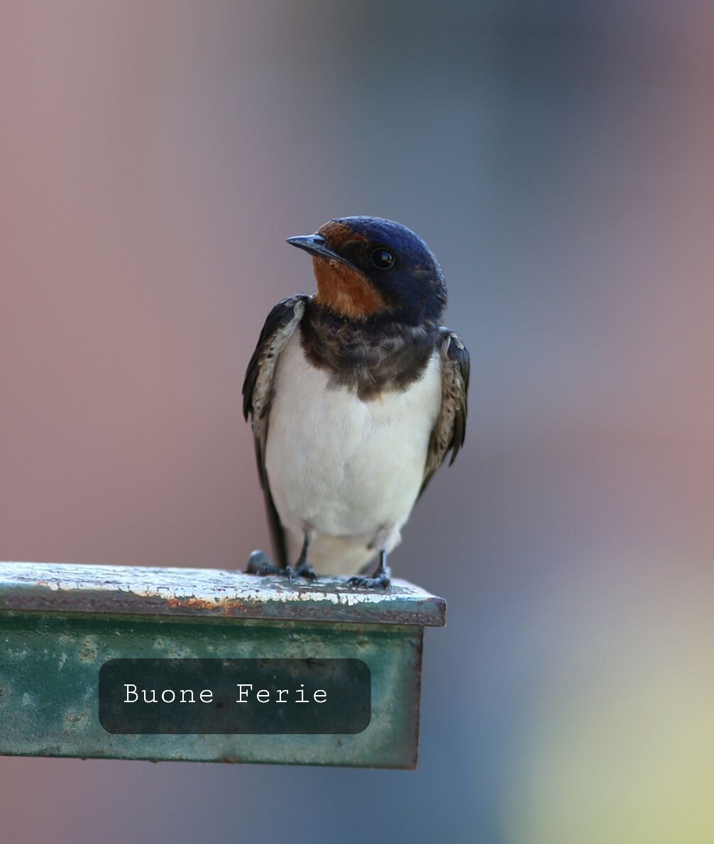 Rondine di buon auspicio