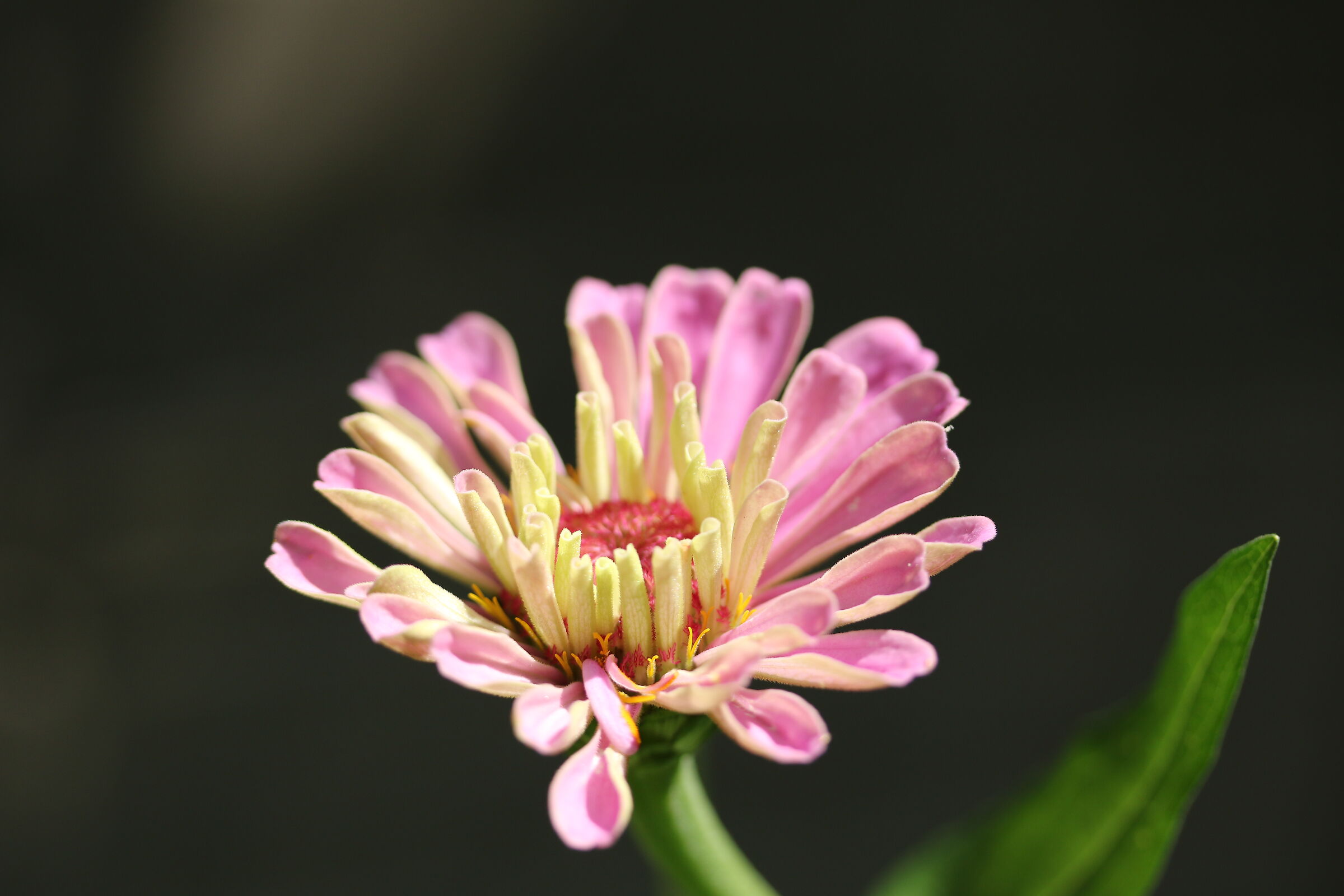 zinnia elegans