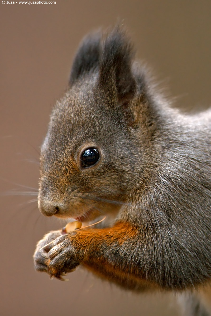 Sciurus vulgaris (squirrel), 003772