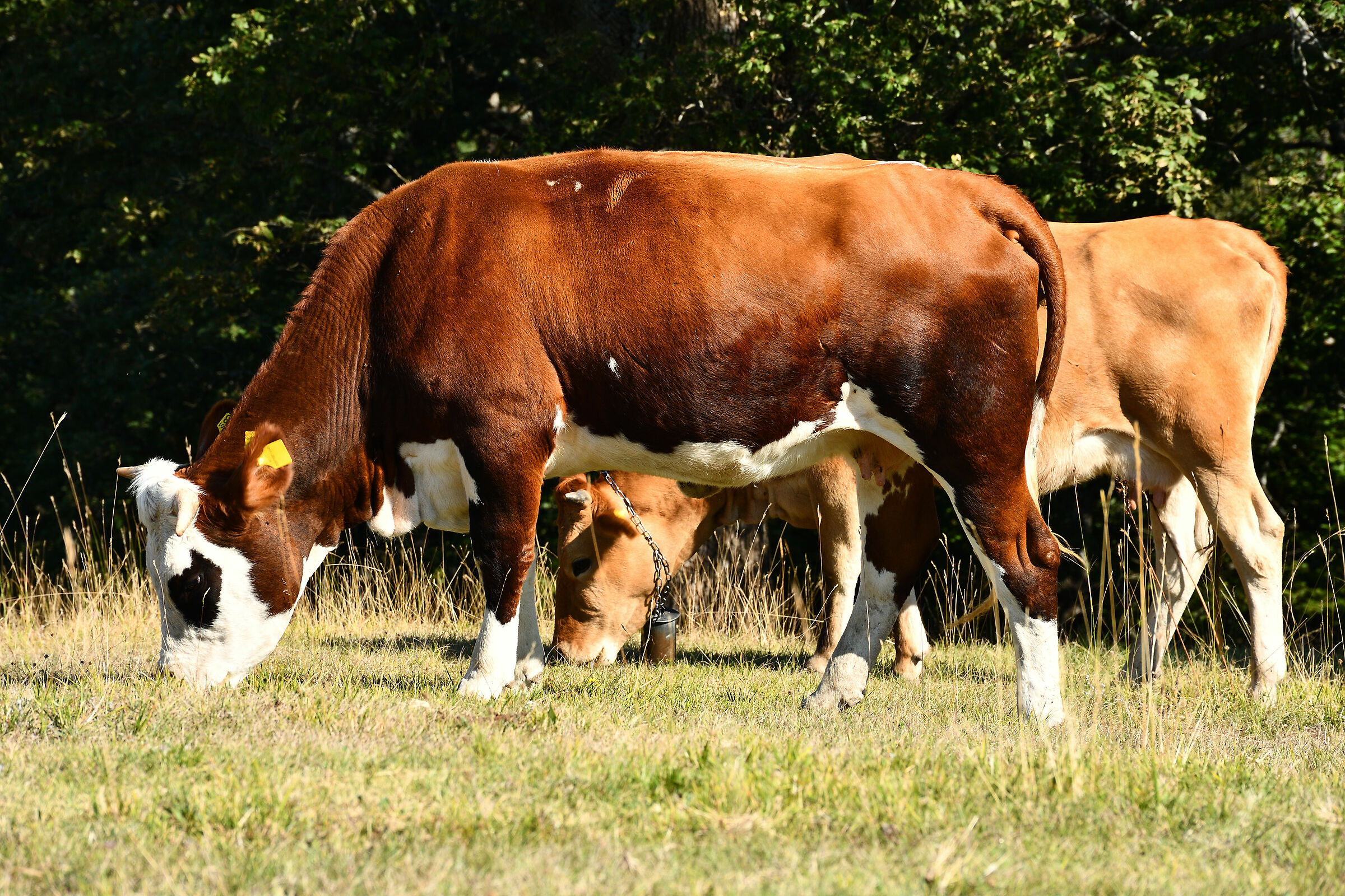 Madre e figlia: due vacche