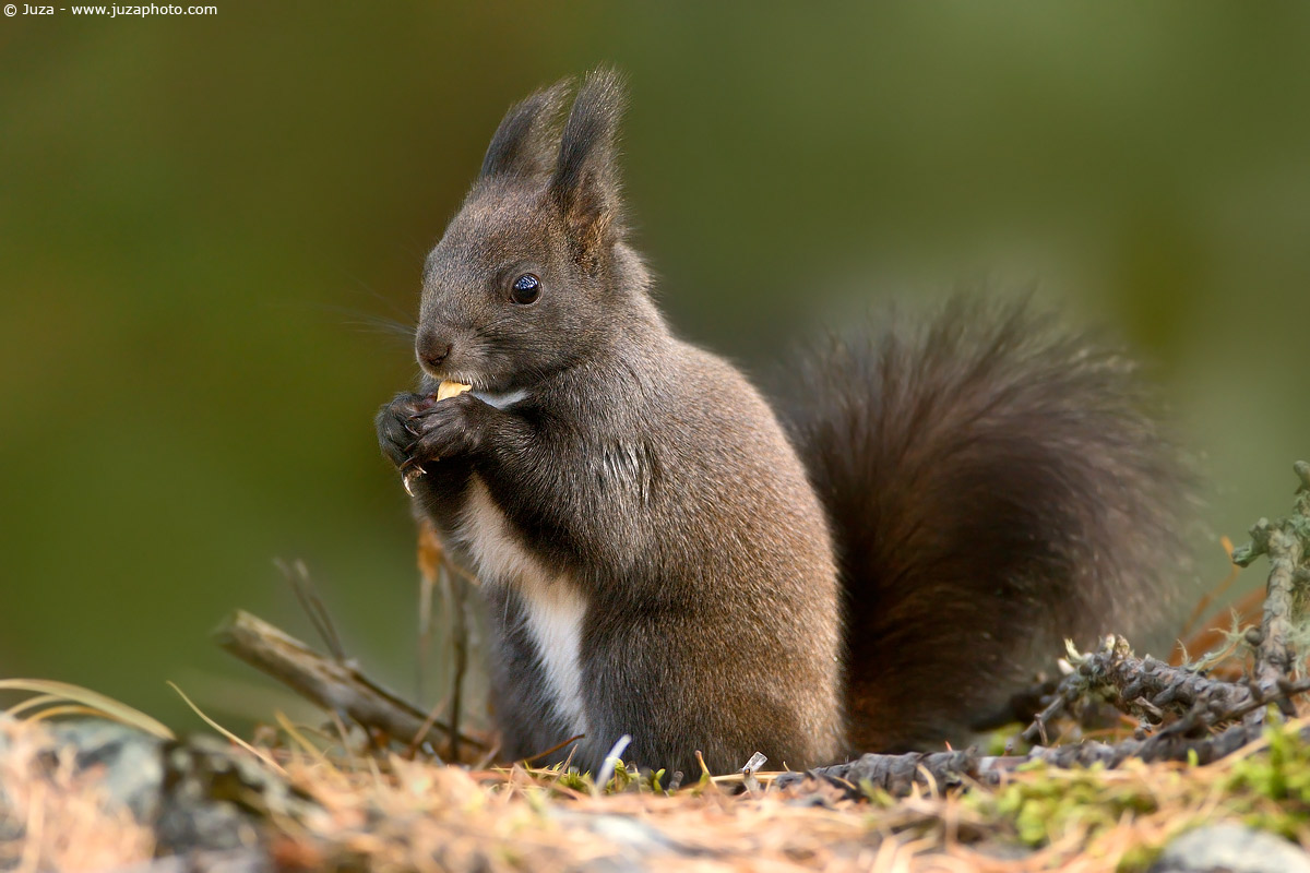 Sciurus vulgaris (Scoiattolo), 003970