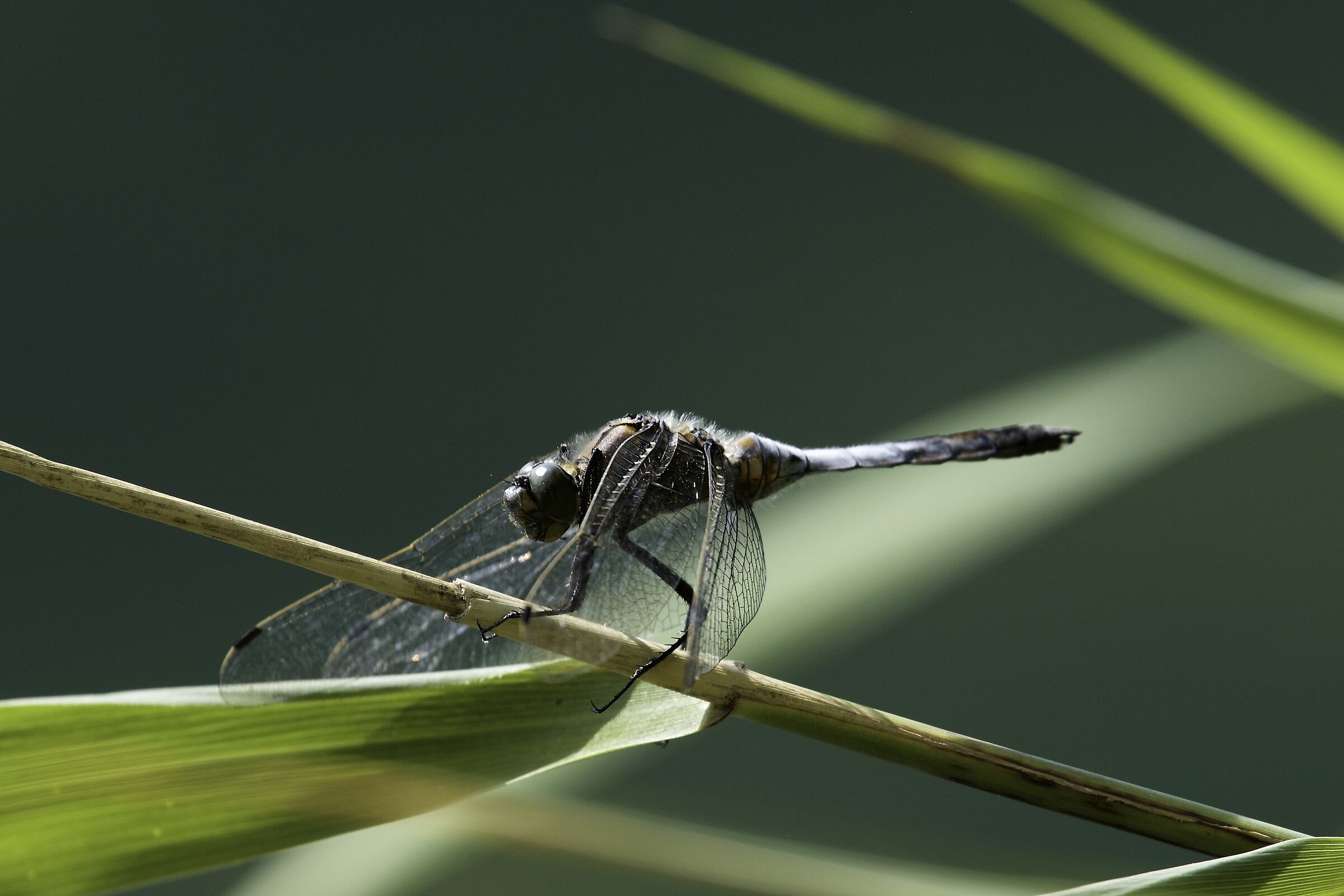 She scattered her soft tresses...