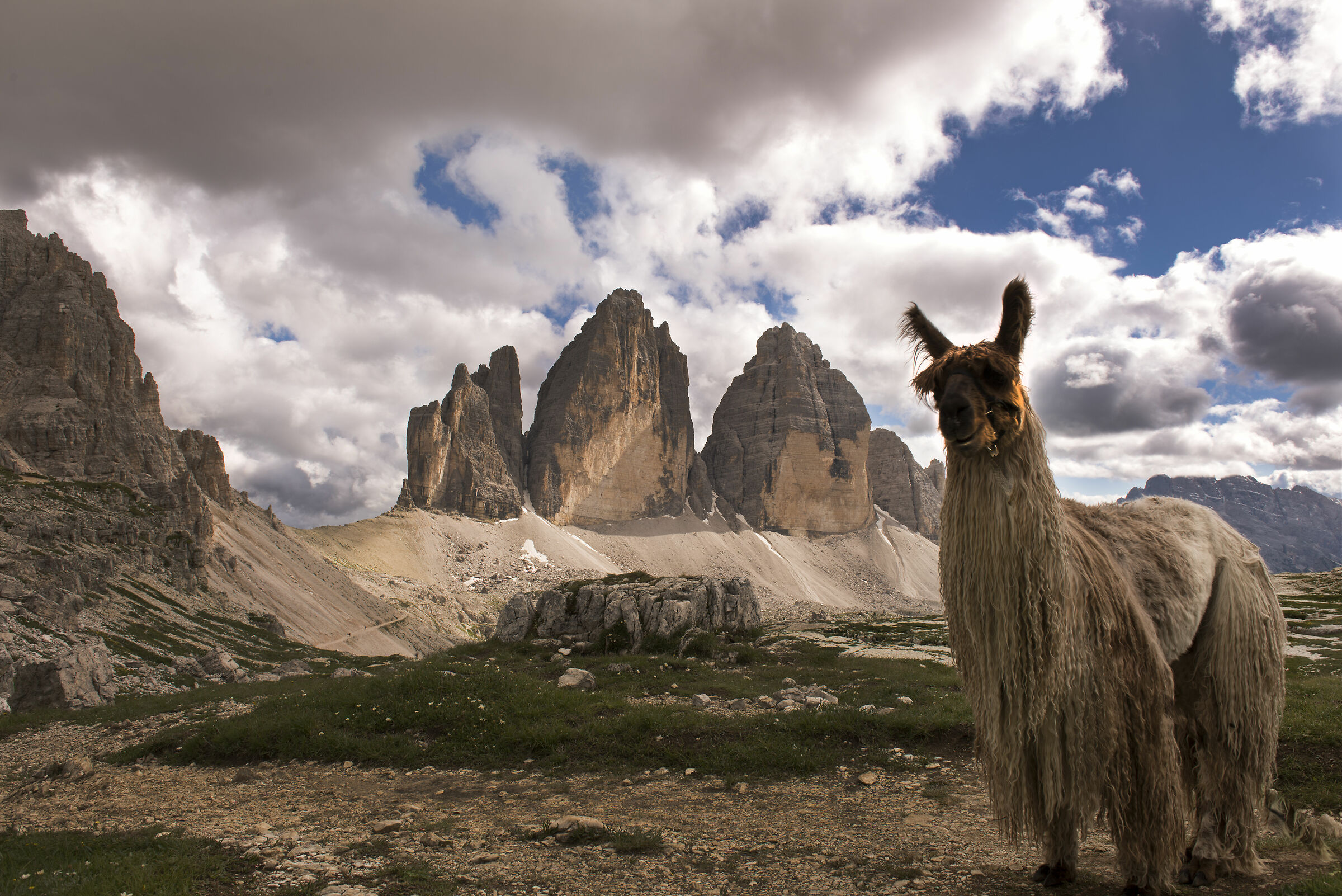 alpaca delle tre cime