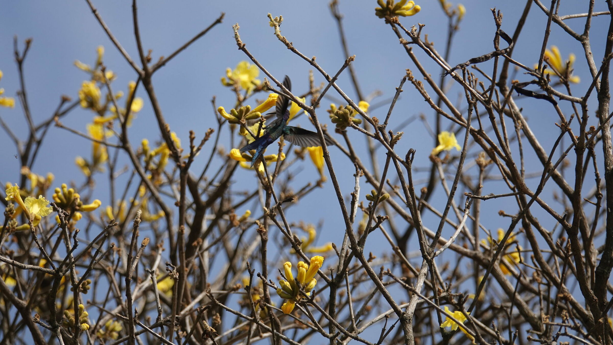 colibri with a lot of effort