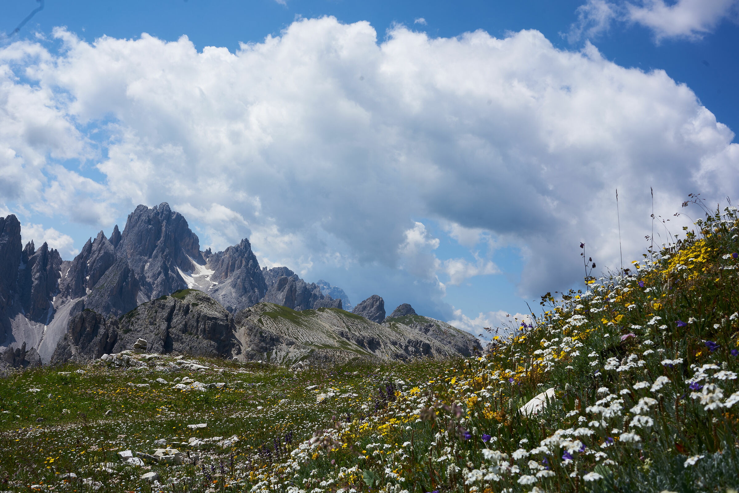 Flowering Dolomites