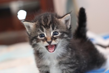 Norwegian Forest Cat kitten