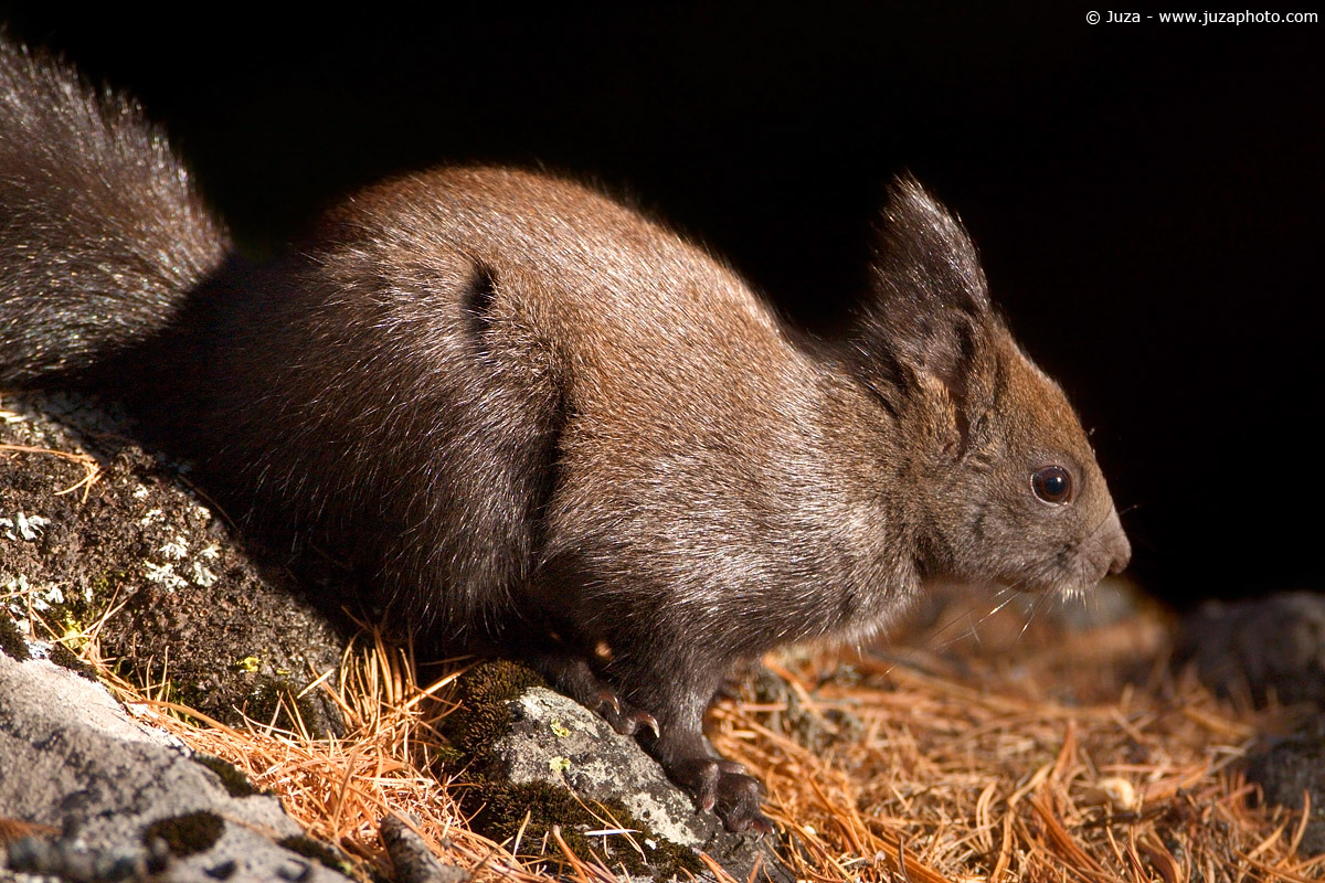 Sciurus vulgaris (Scoiattolo), 003974