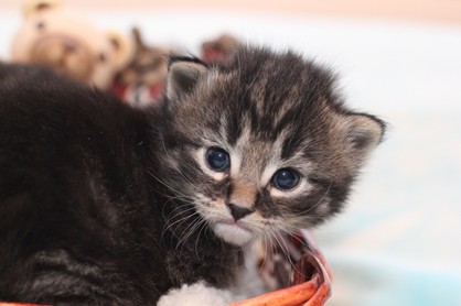 Norwegian Forest Cat kitten