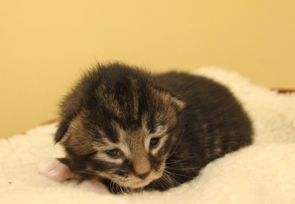 Norwegian Forest Cat kitten