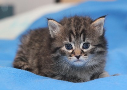 Norwegian Forest Cat kitten