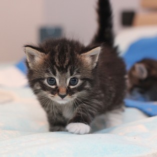 Norwegian Forest Cat kitten