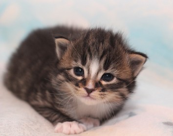 Norwegian Forest Cat kitten