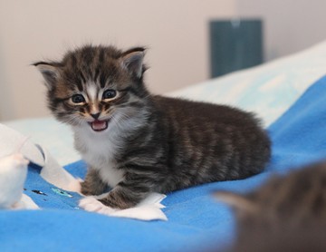 Norwegian Forest Cat kitten