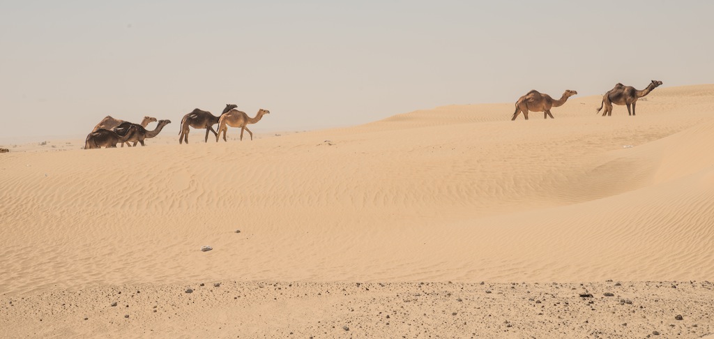 Camels