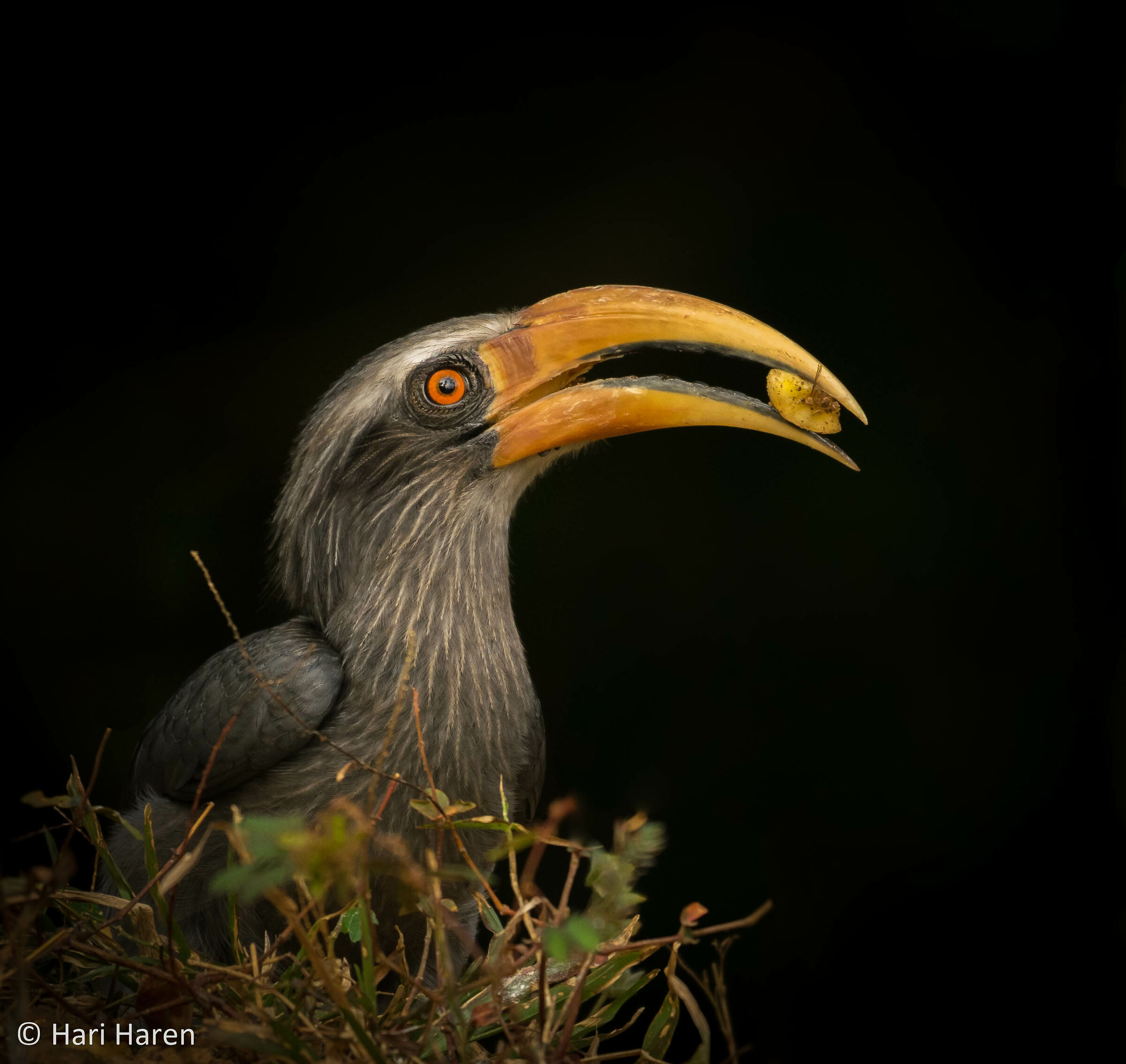 Hornbill grigio Malabar