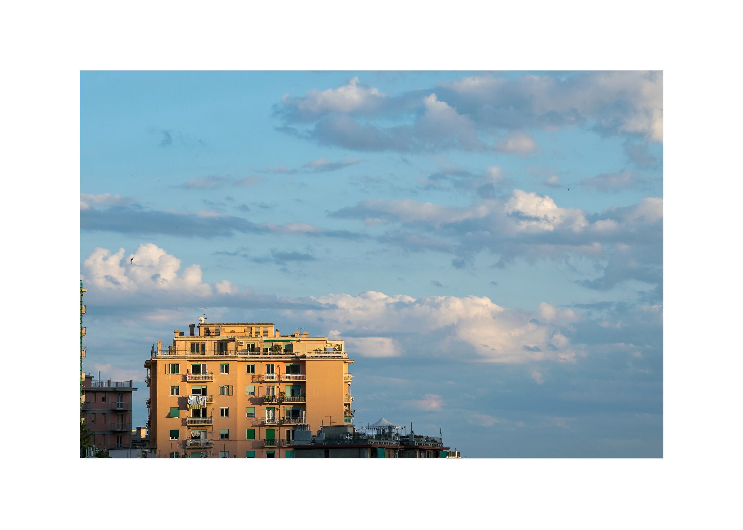 Summer blue evenings