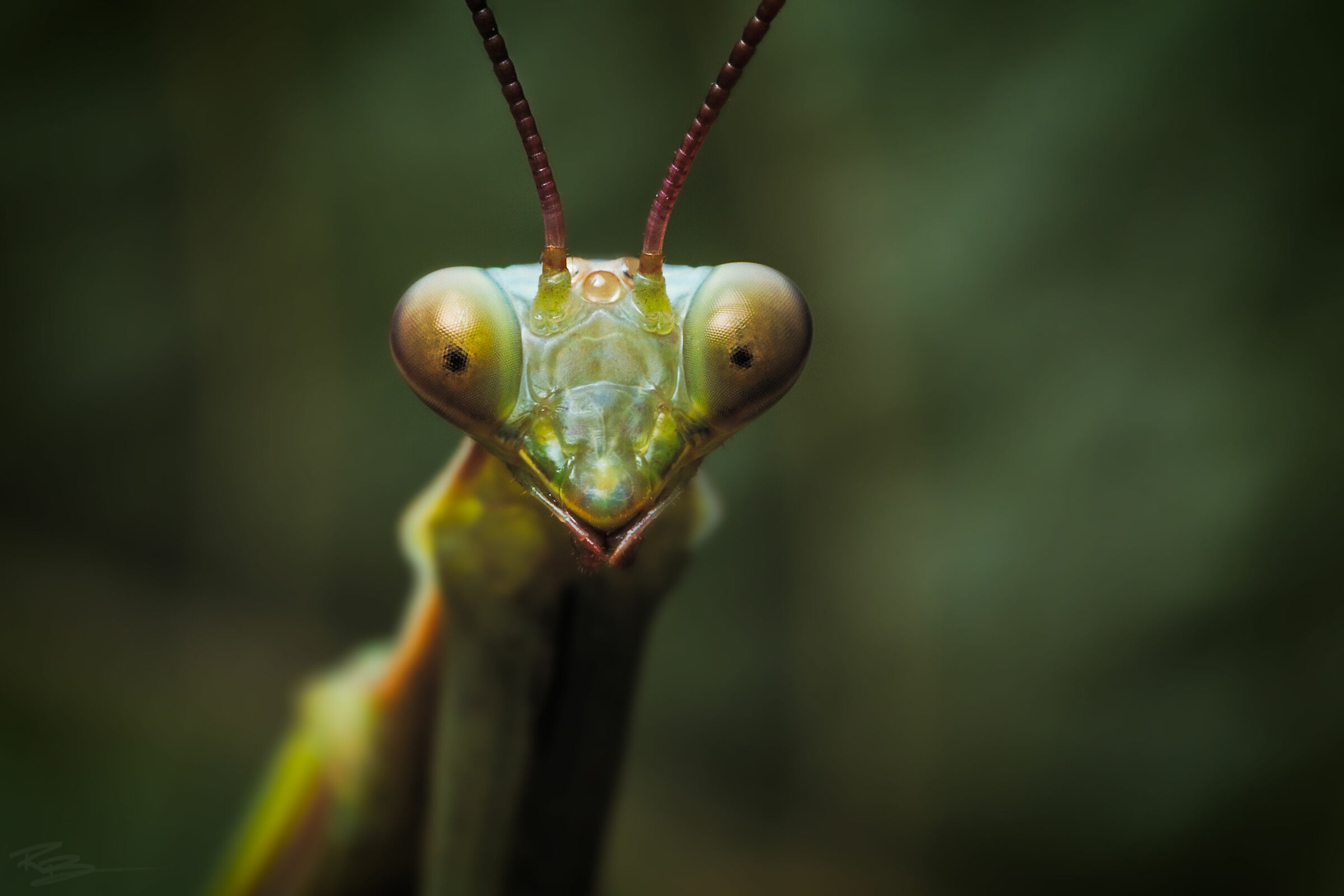 Praying Mantis