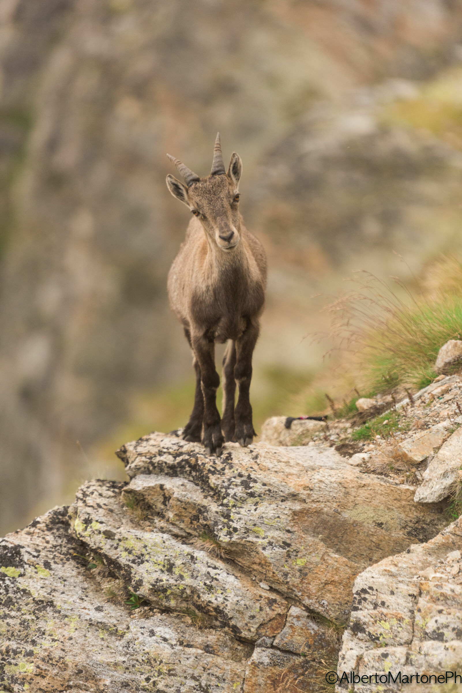 little ibex on the path, intrigued.