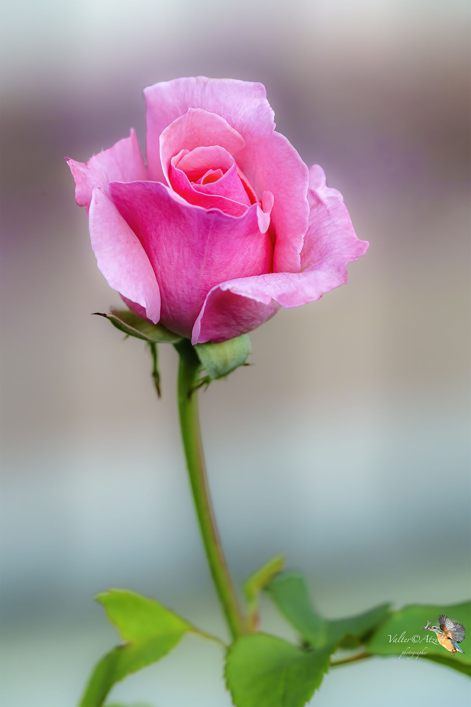 Reflowering pink of my garden