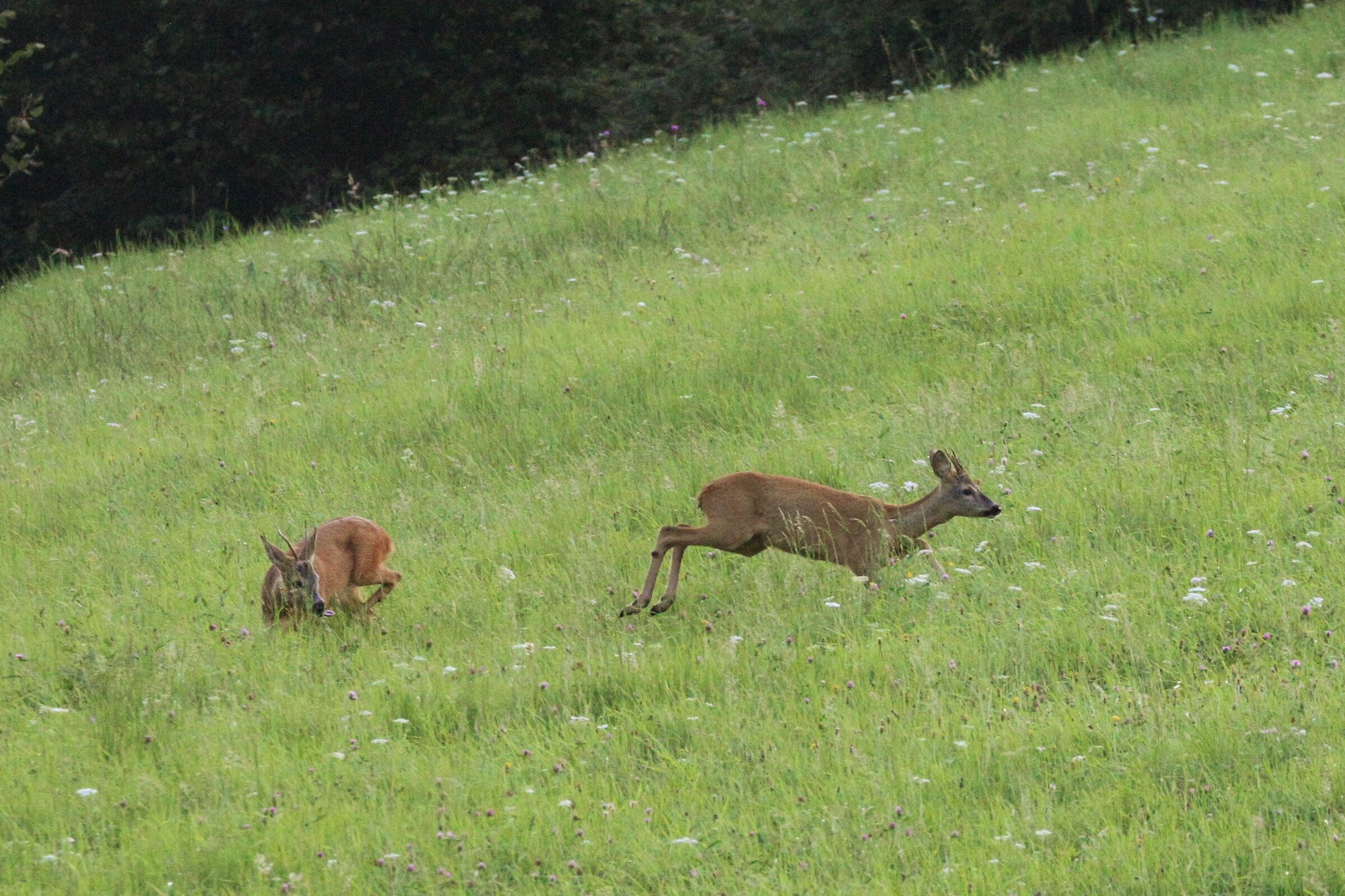 maschietti in agosto