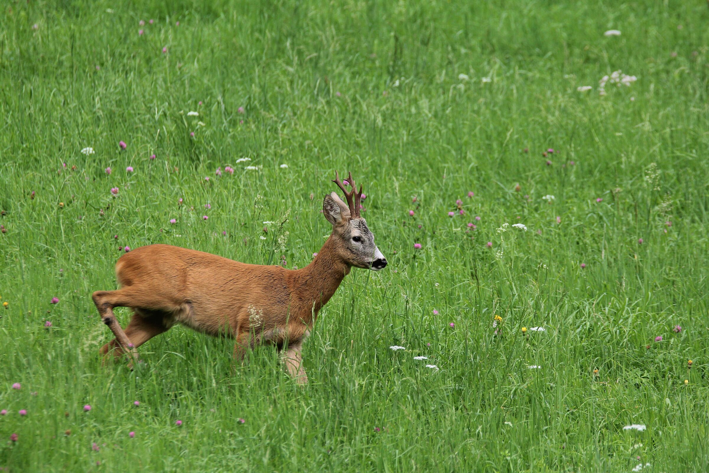 capriolo maschio 2020
