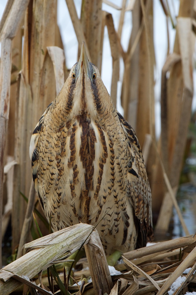 Master di Camouflage