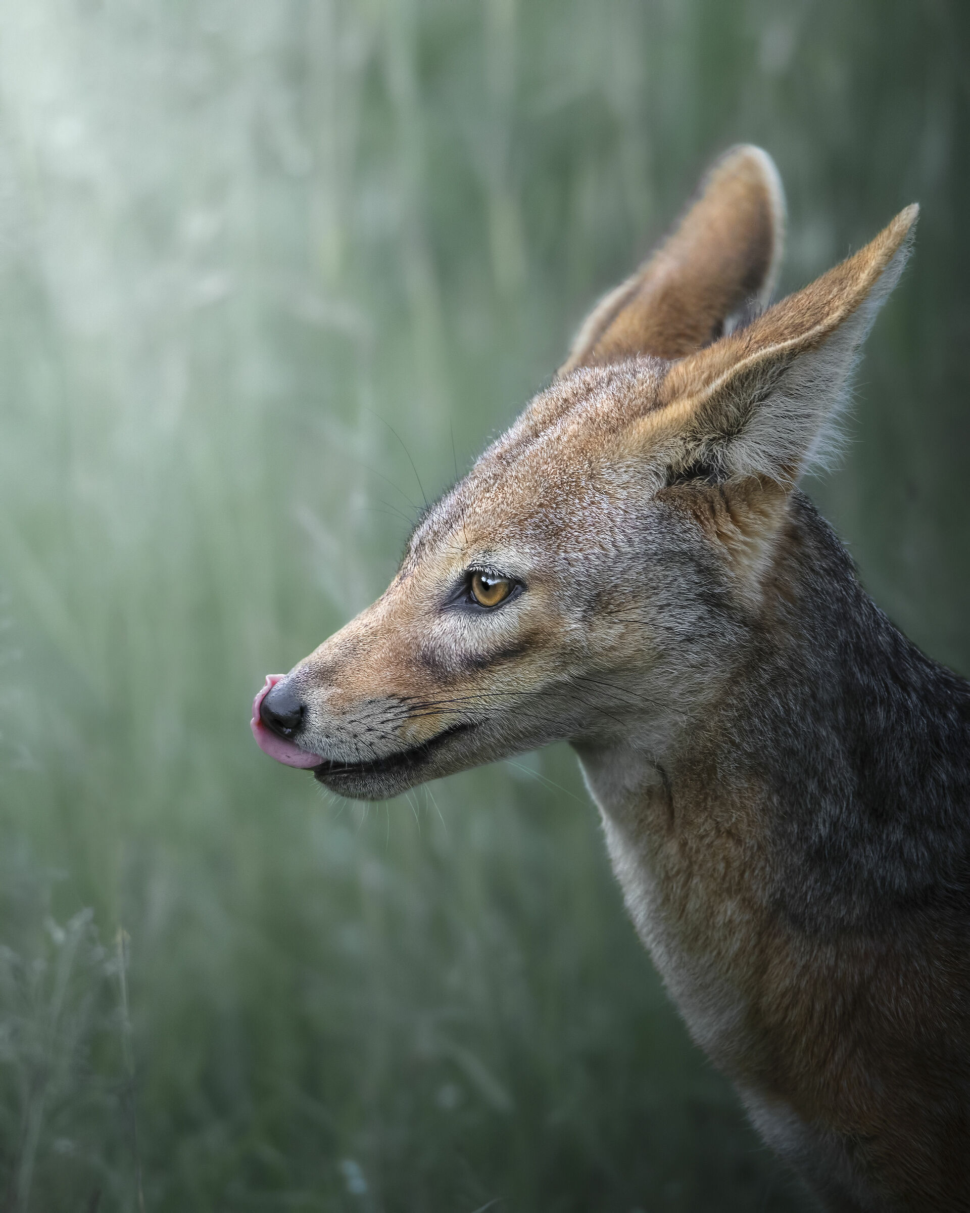 Jackal of the gualdrappa