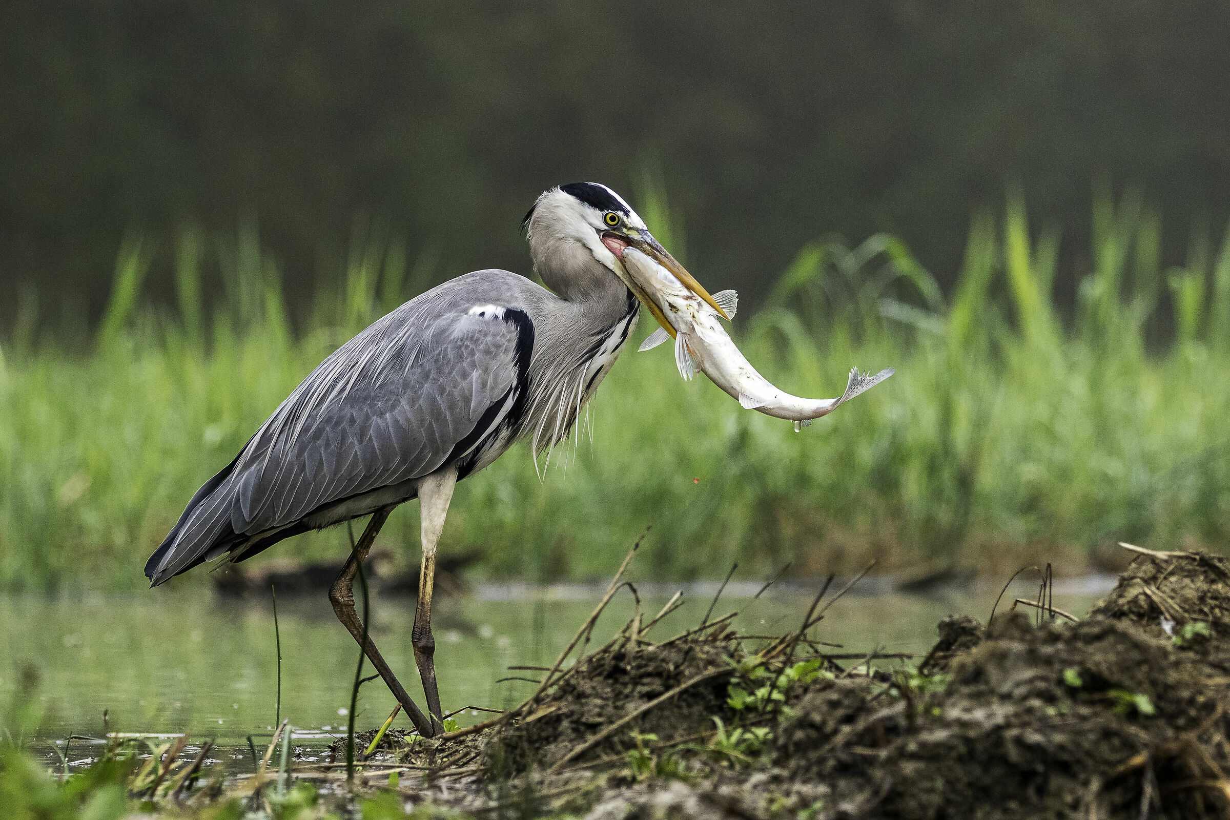 cinerino prova ad inghiottire preda