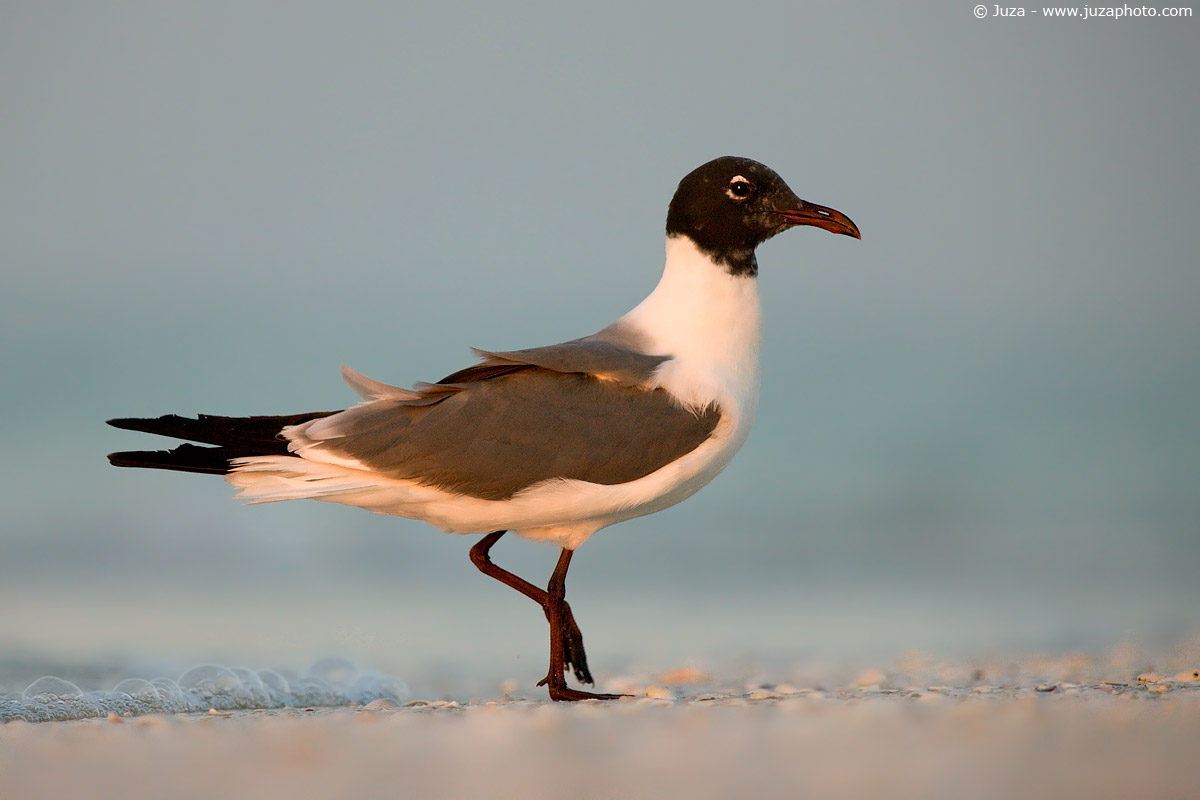 Larus atricilla (Seagull), 007226