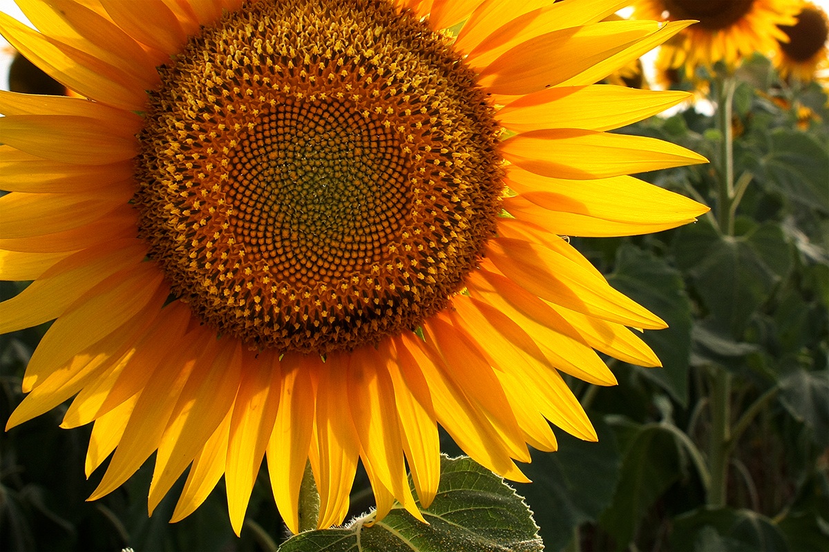 sunflower