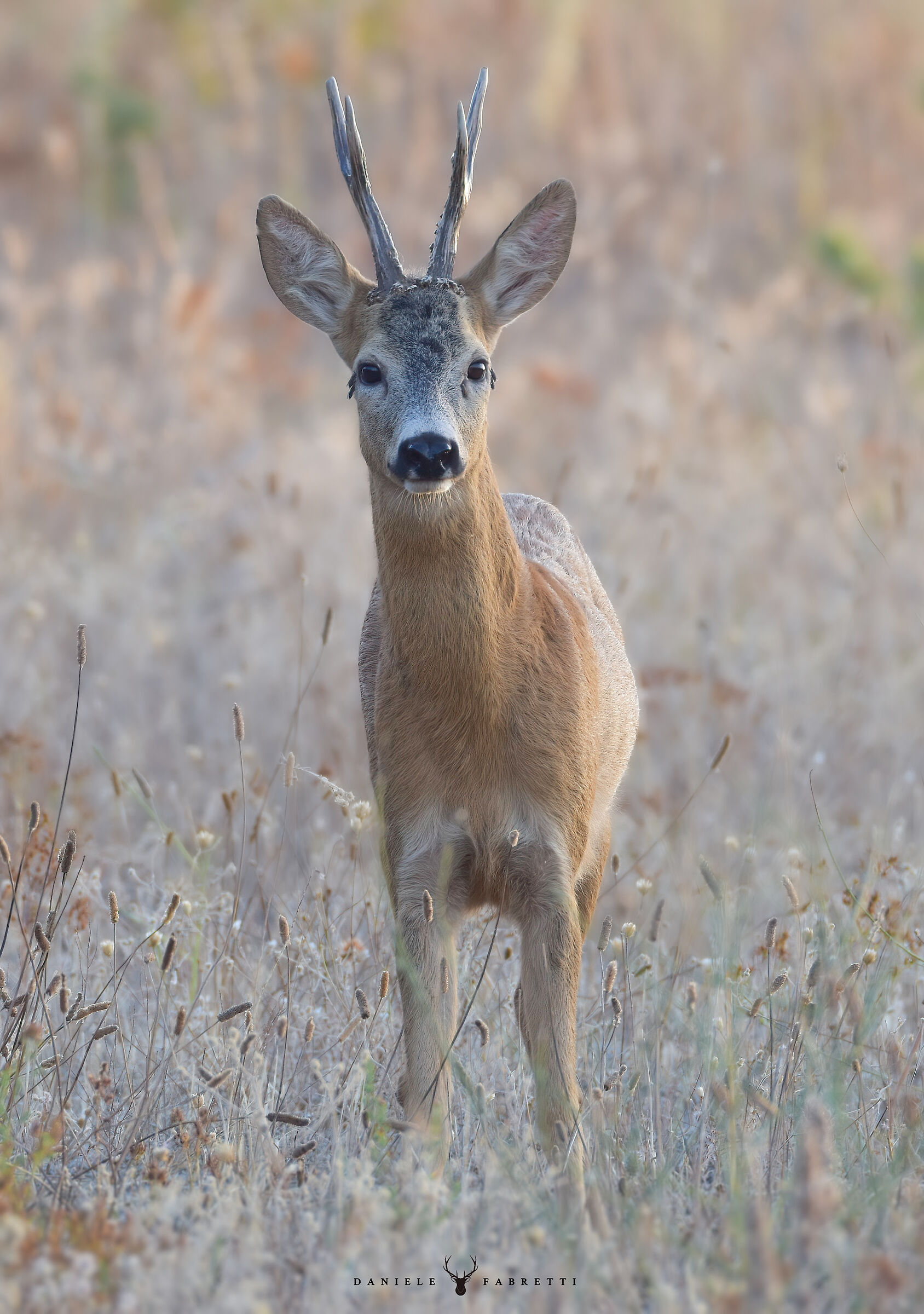 "Capriolo at first light"