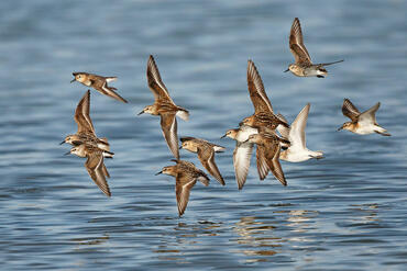 Calidris minuta