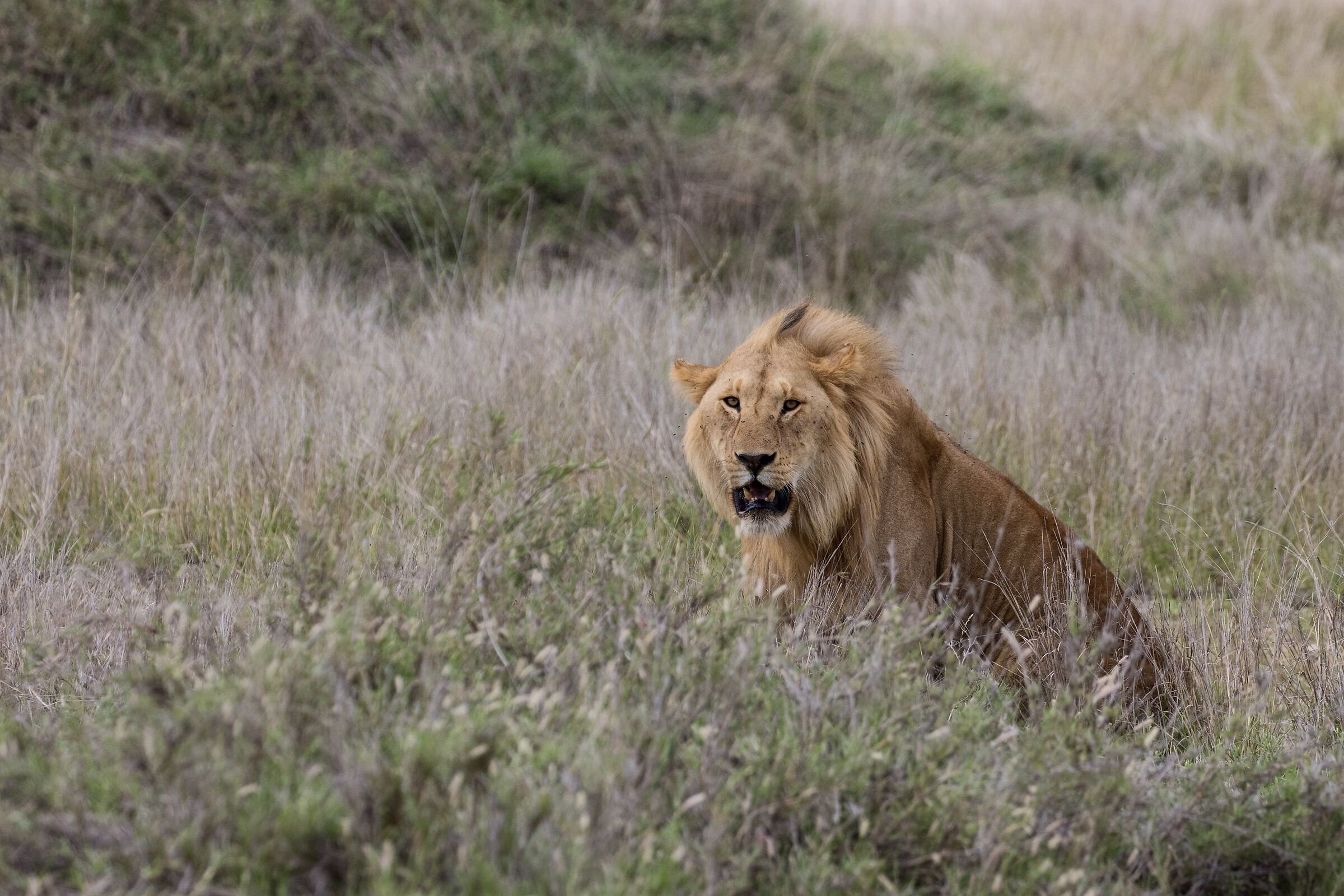 Col vento nei capelli