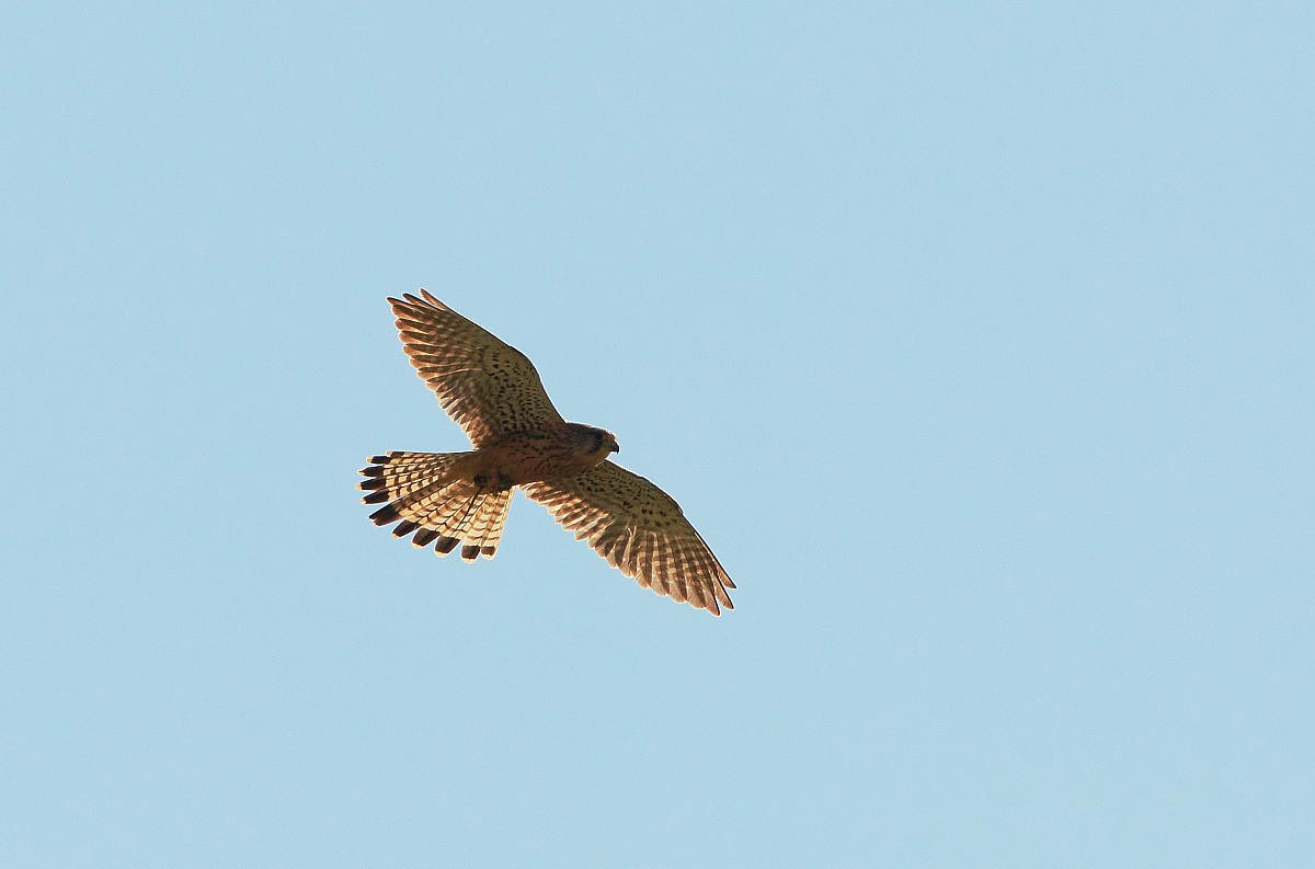 guarda cosa ho preso!!