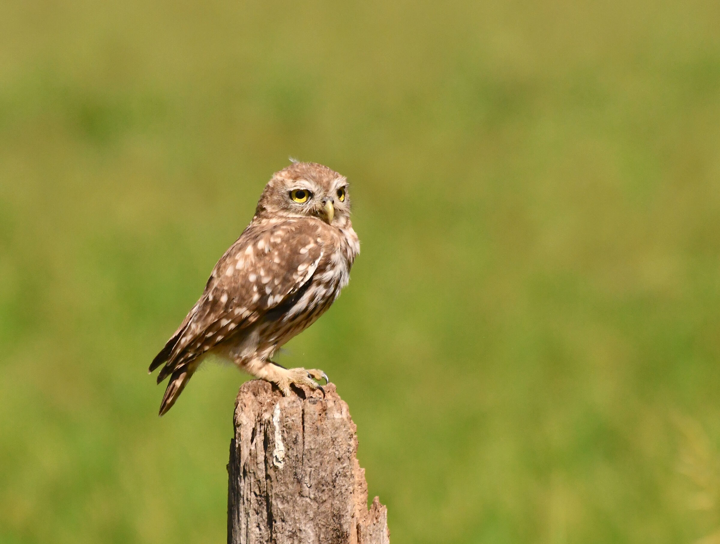 Finalmente la civetta!!!