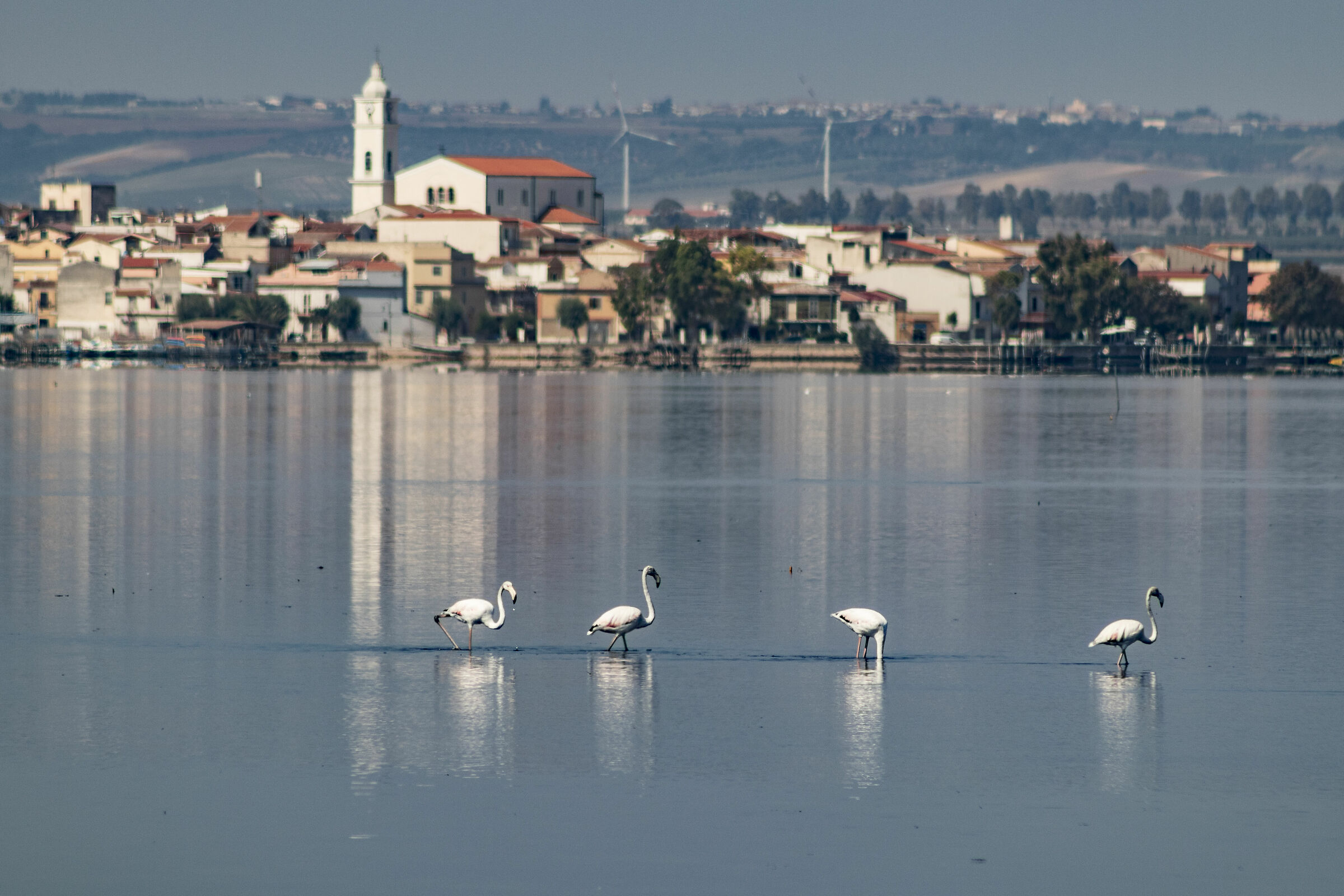 Fenicotteri in laguna