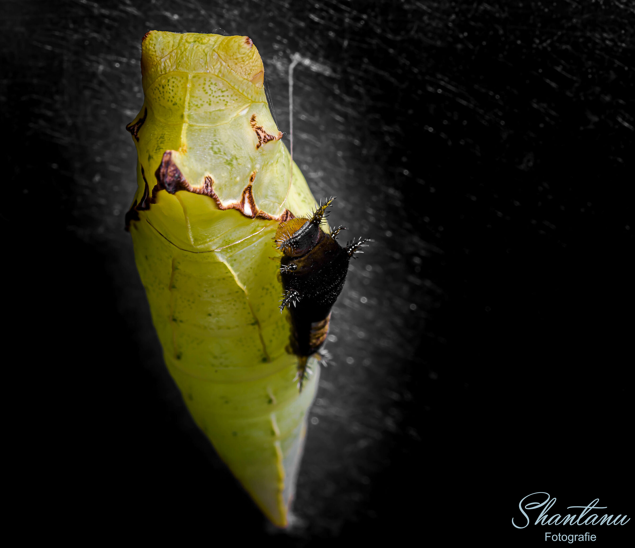 Caterpillar e Pupa di Tailed Jay