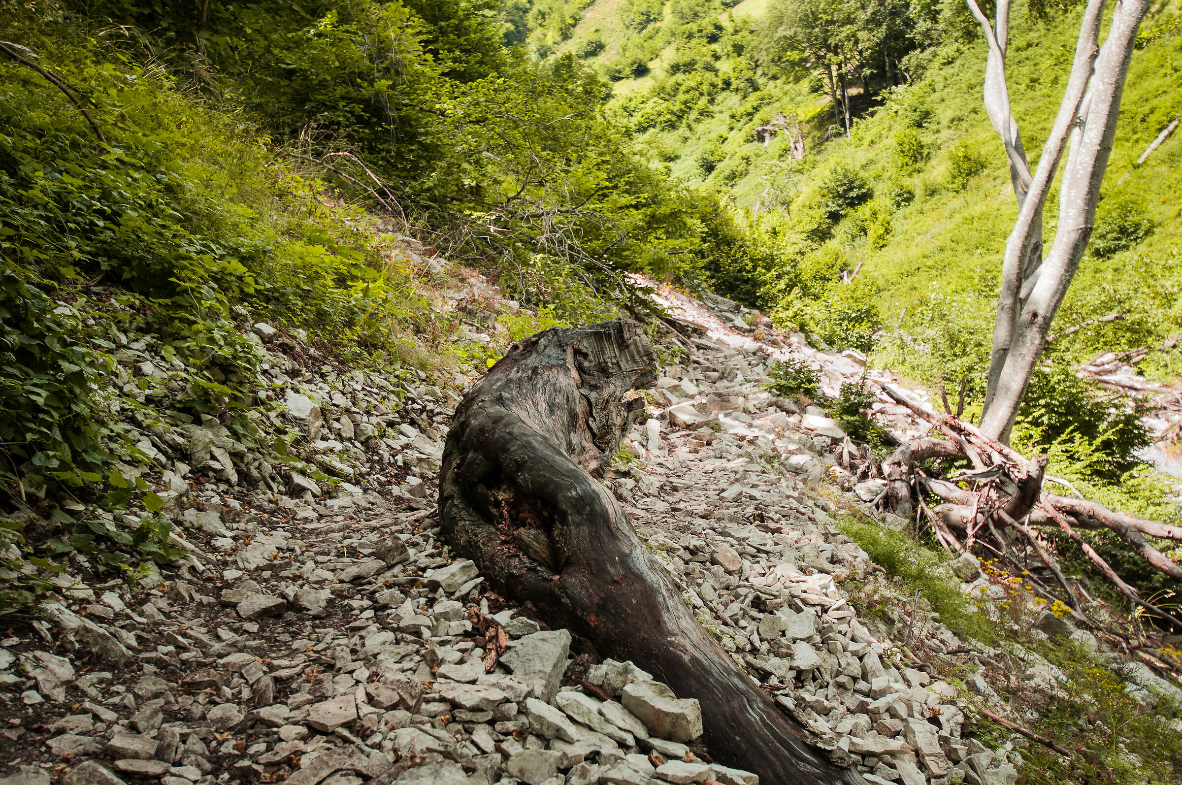 Un tricheco molto ...spiaggiato