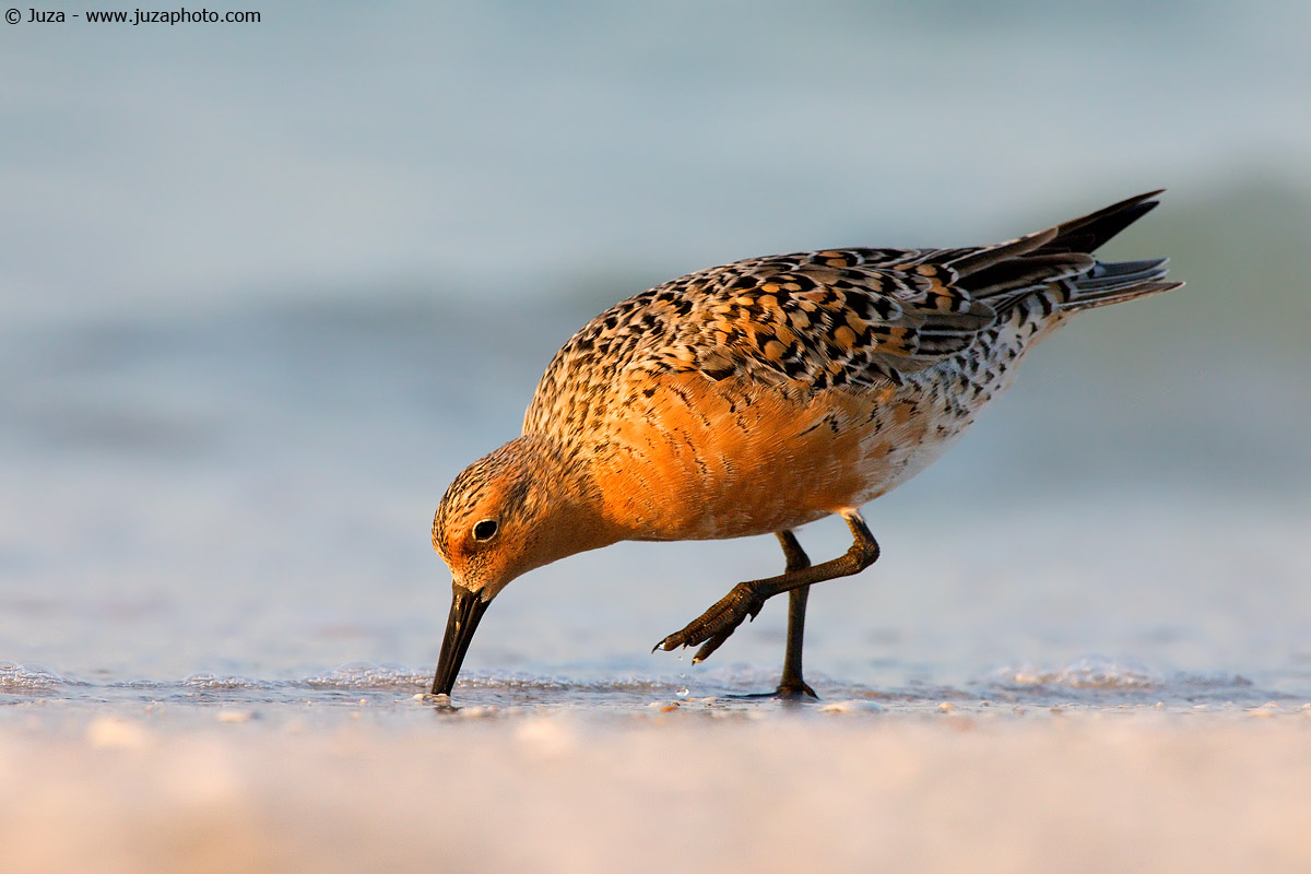 Calidris canutus (Sandpiper Maggiore), 007233
