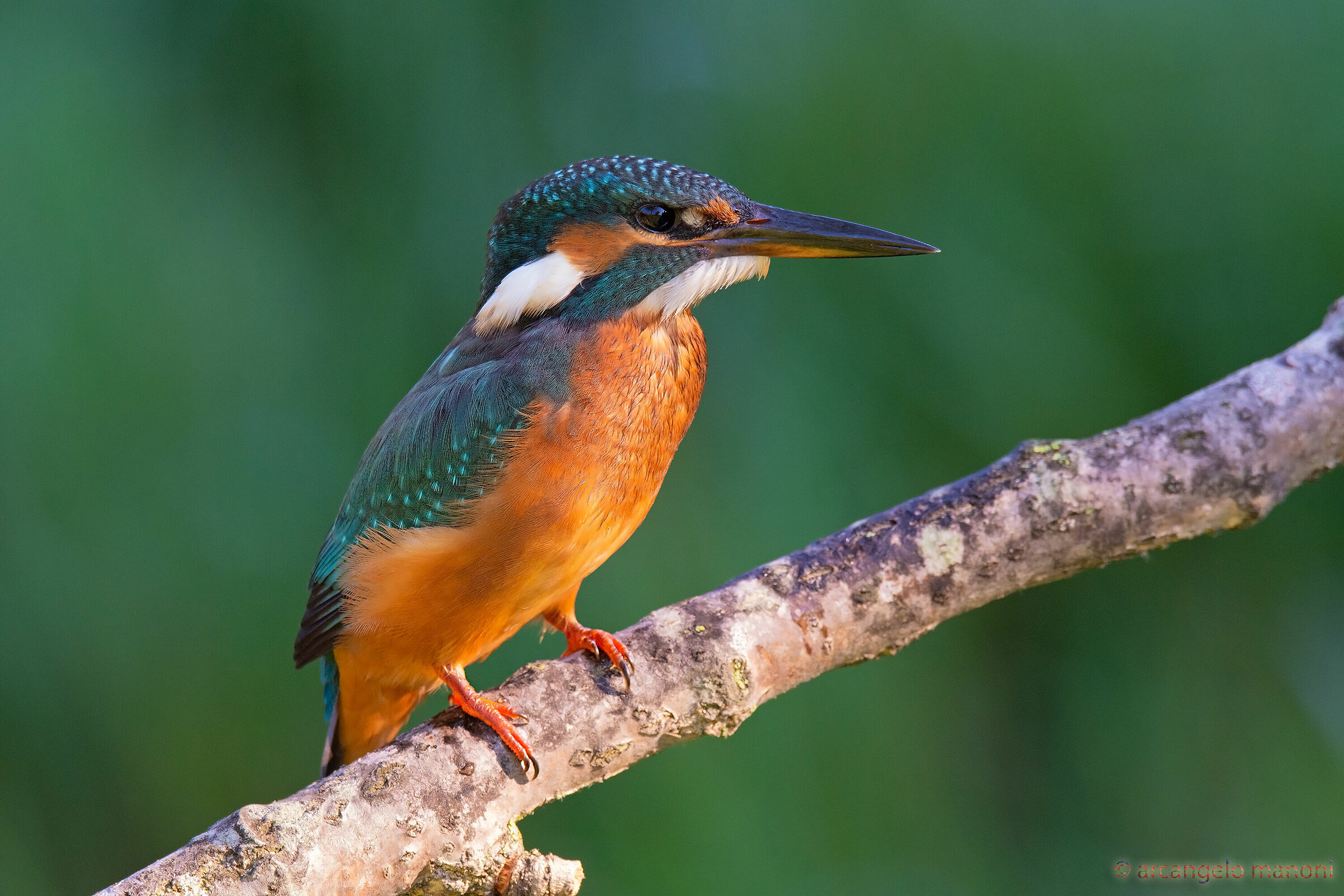 Still posing as my favorite model