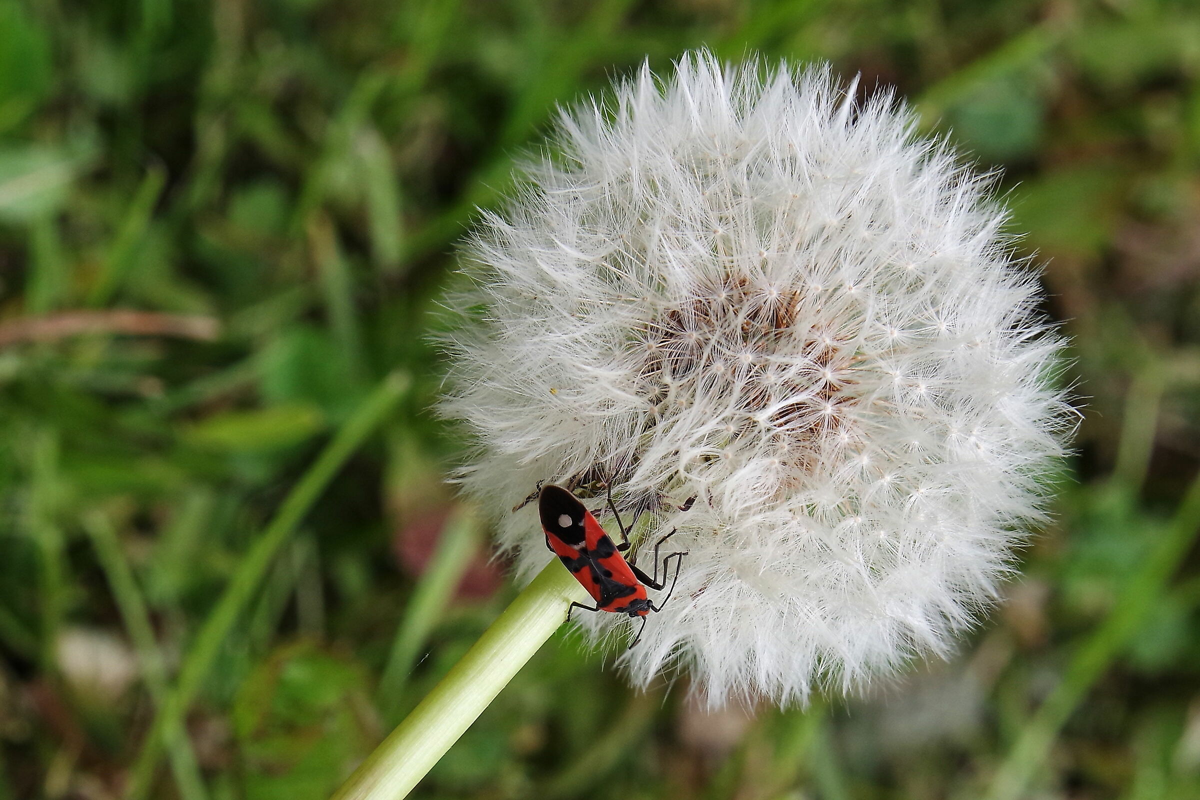 Soffione con insetto