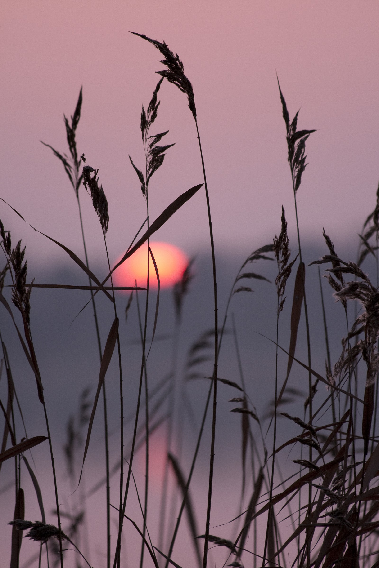 Reeds at sunset