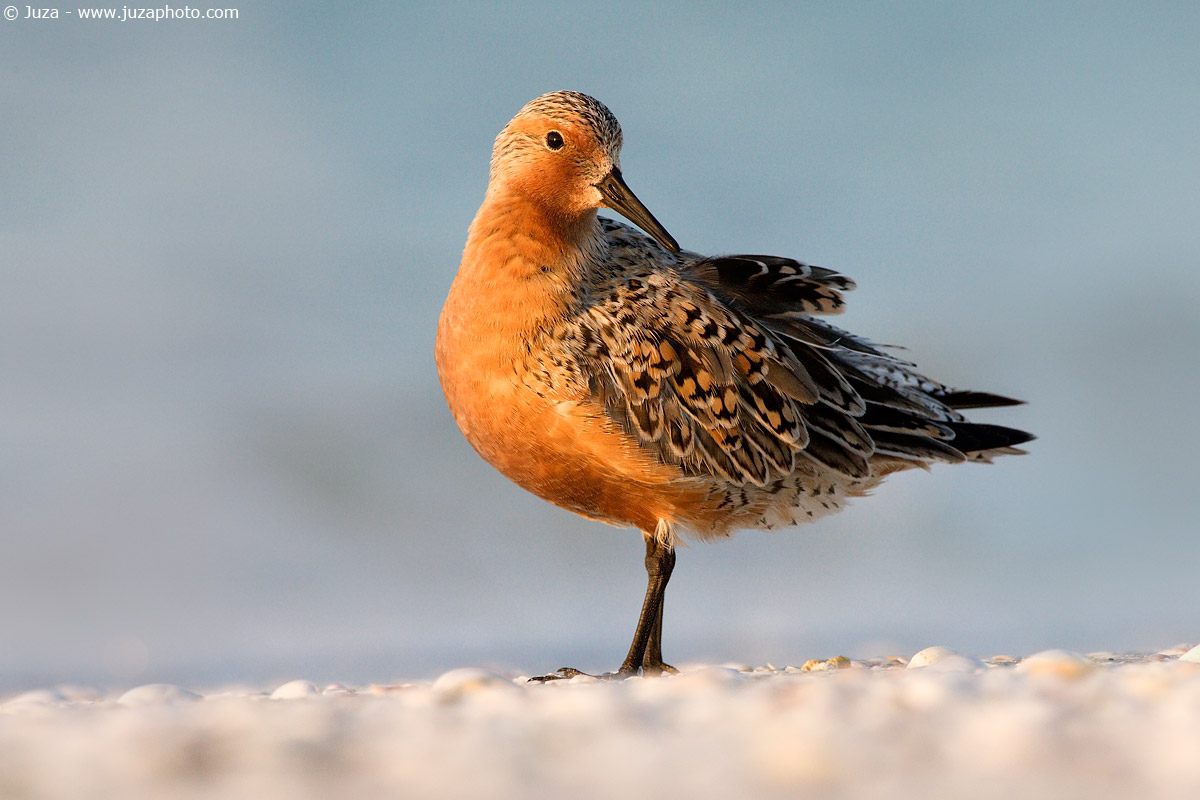 Calidris canutus (Sandpiper Maggiore), 007234