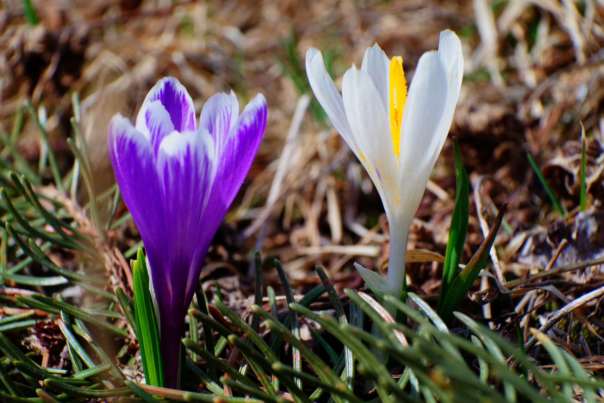 Crocus