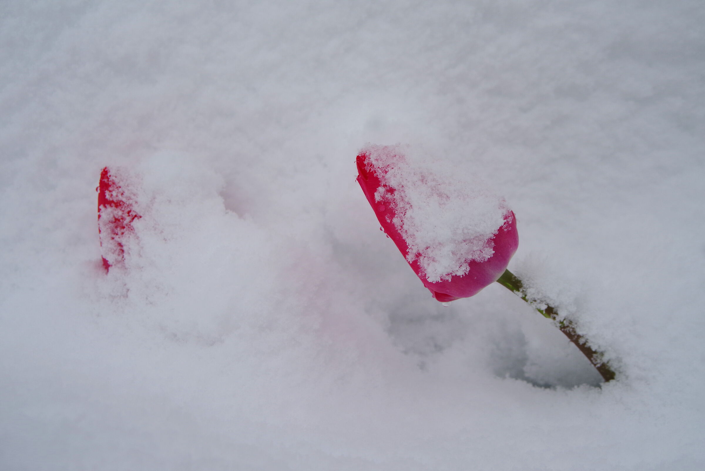 Tulips under a snowfall in spring