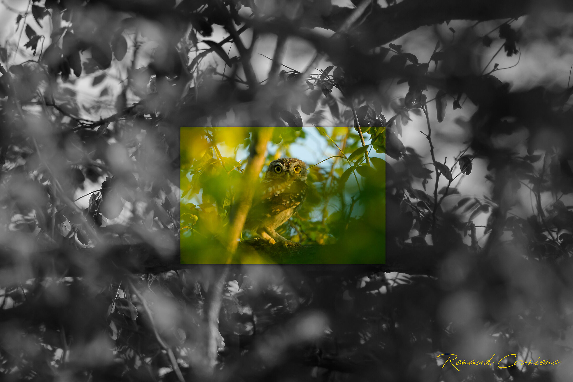 Non vedermi, per favore!