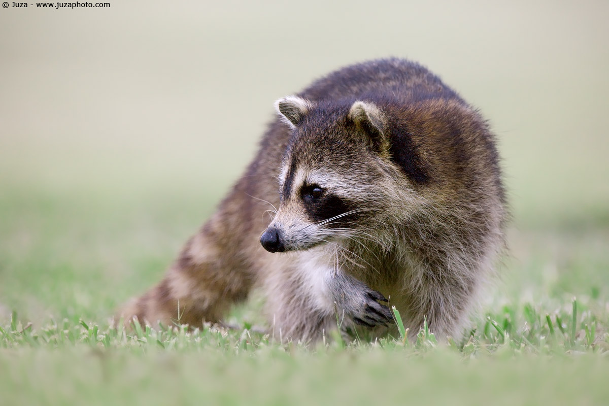 Procyon lotor (Bear Lavore), 007186