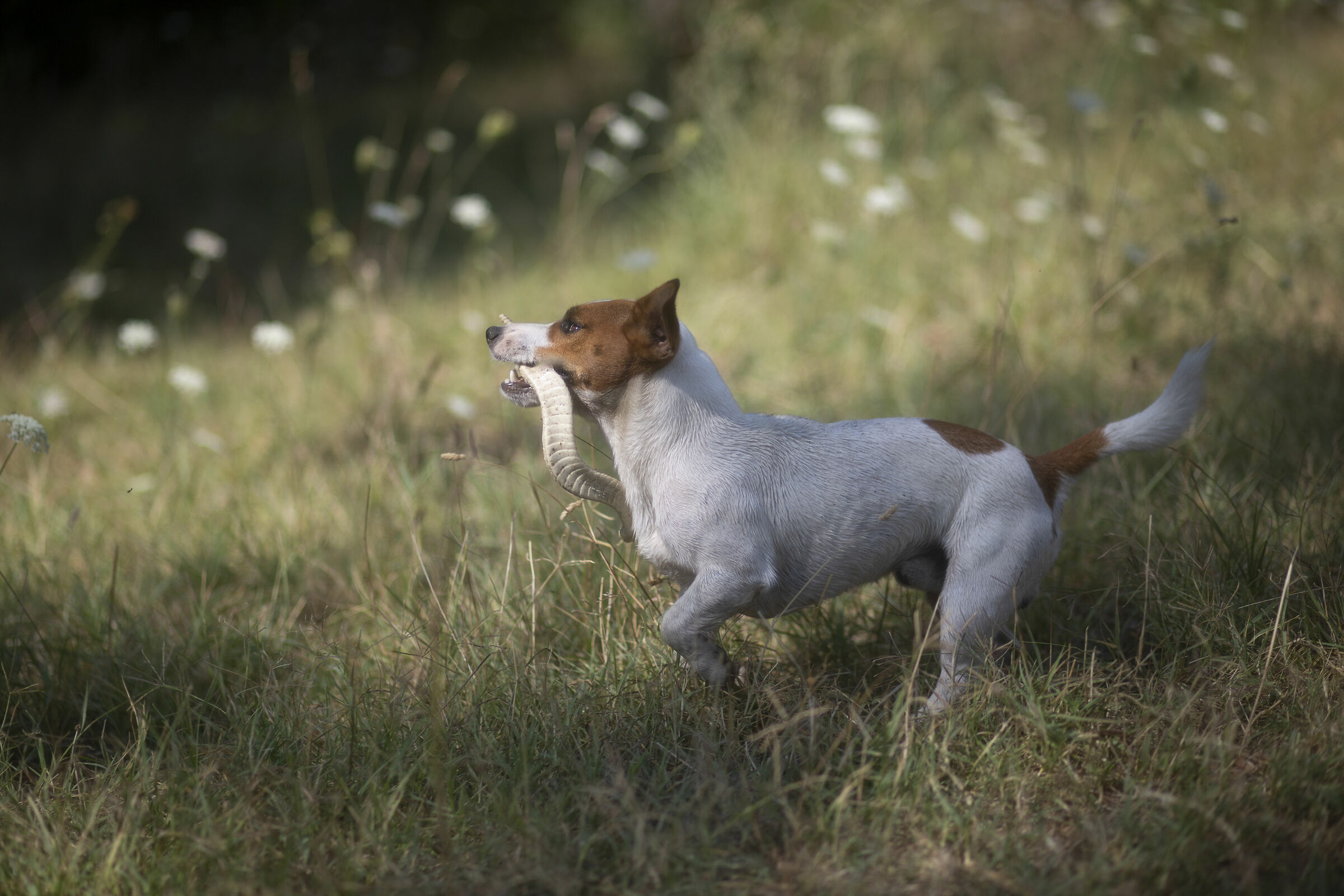 Serpentello di gomma