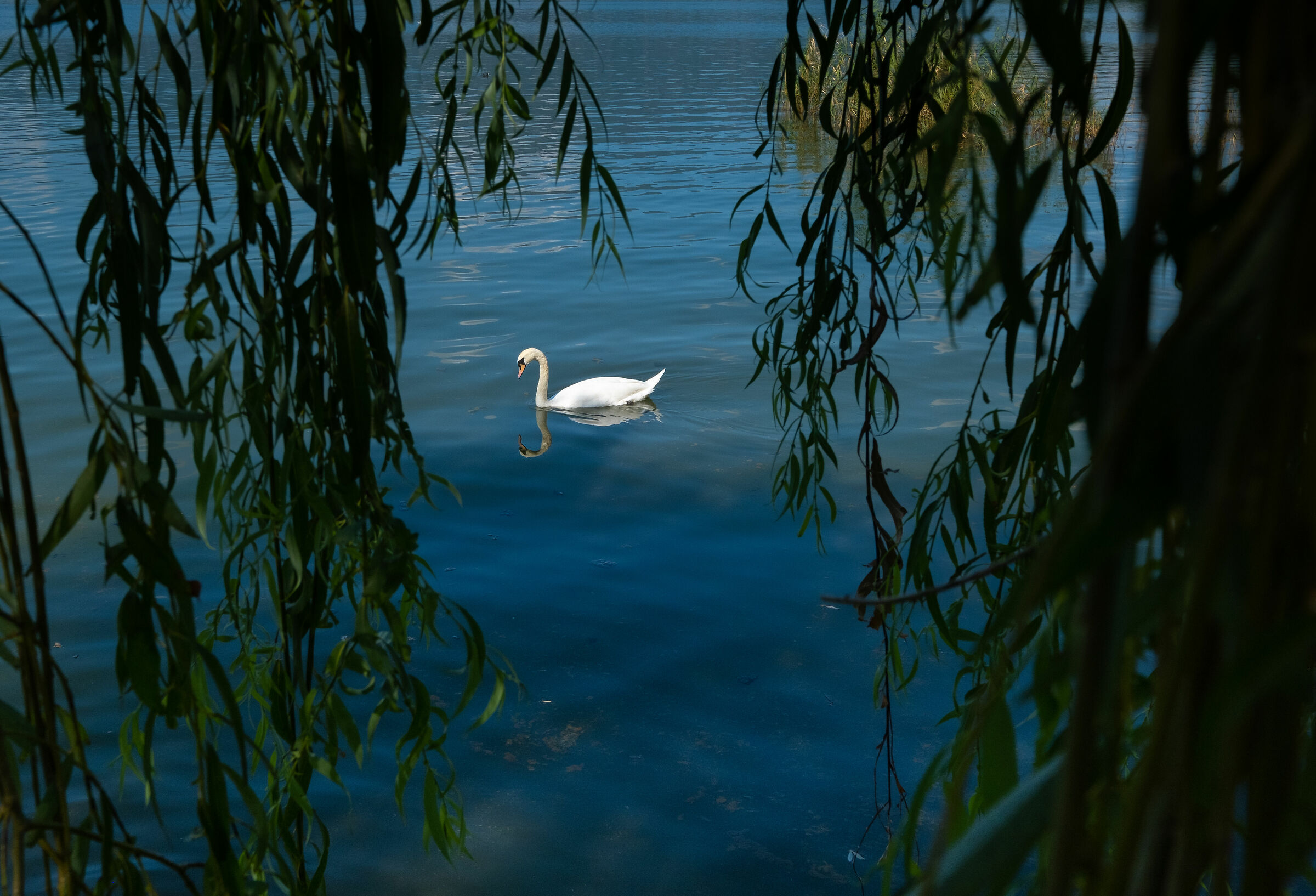 in the midst of the willows