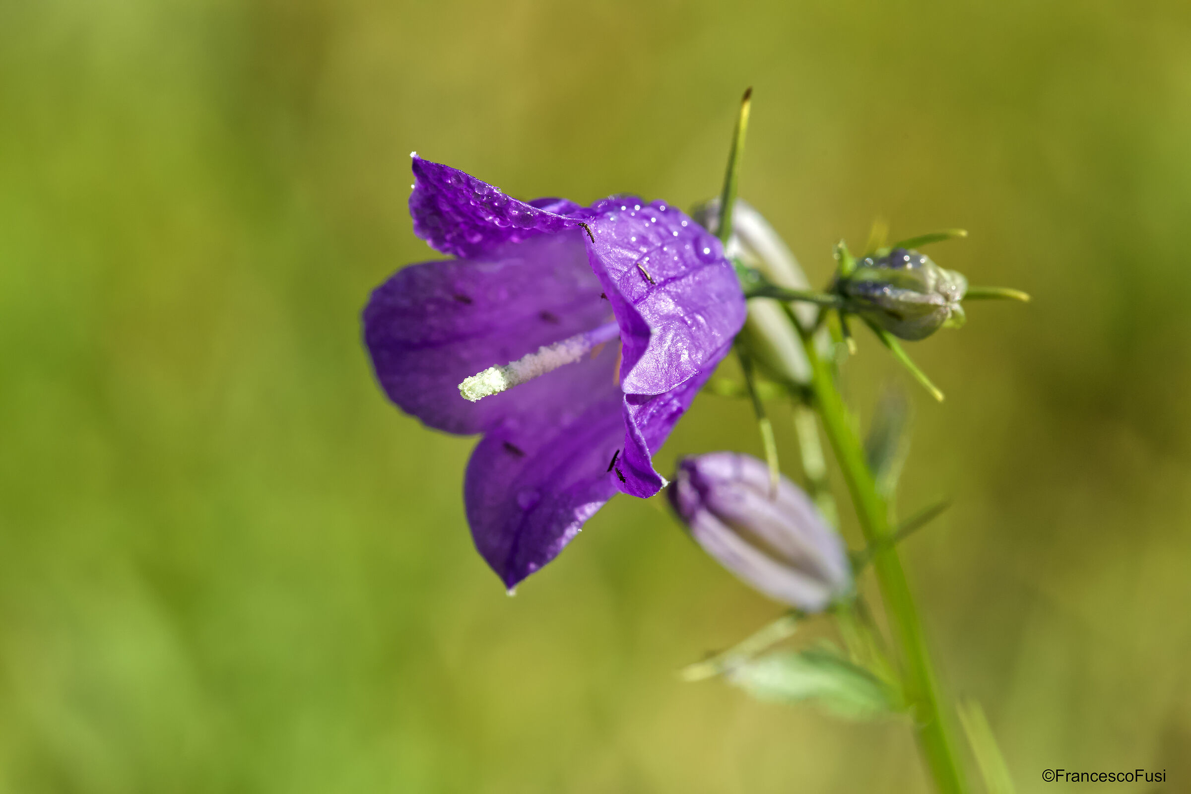 Evanescence: Campanula